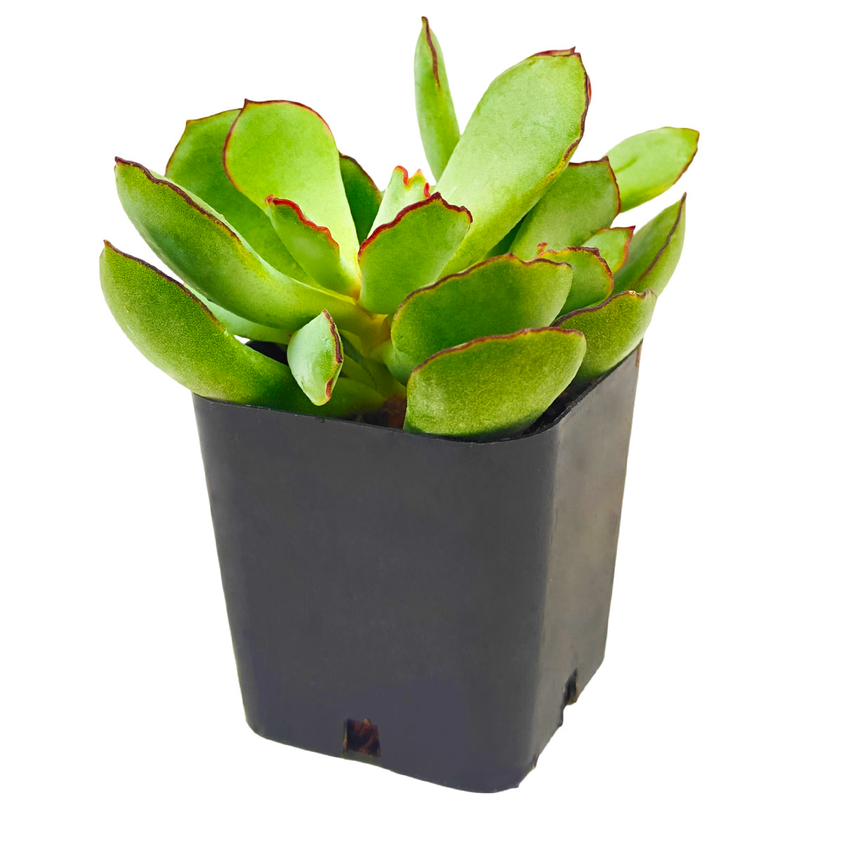 2 inch cotyledon papillaris choco line live succulent for sale, thick fleshy leaves covered in soft papillae giving a textured tactile feel, earthy muted color tones with reddish margins under stress, slow spreader with low mounding profile, soak and