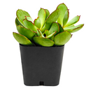 2 inch cotyledon papillaris choco line live succulent for sale, plump oval rosette leaves in muted green with rich chocolate-brown edges, clump-forming spreading habit, evergreen foliage with fine velvety surface texture, easy low-maintenance care fo