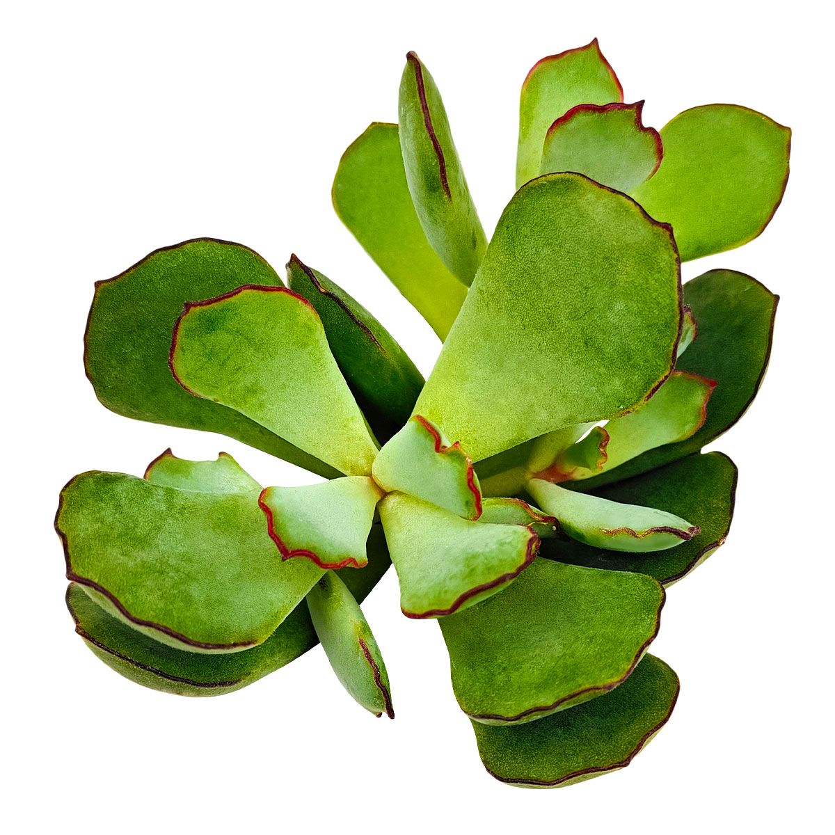 buy cotyledon papillaris choco line live succulent 2 inch online, glaucous blue-green paddle leaves with deep burgundy scalloped margins, compact branching growth form, heat tolerant drought adapted succulent, bright light enhances chocolate color in