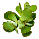 2 inch cotyledon papillaris choco line live succulent for sale, plump oval rosette leaves in muted green with rich chocolate-brown edges, clump-forming spreading habit, evergreen foliage with fine velvety surface texture, easy low-maintenance care fo
