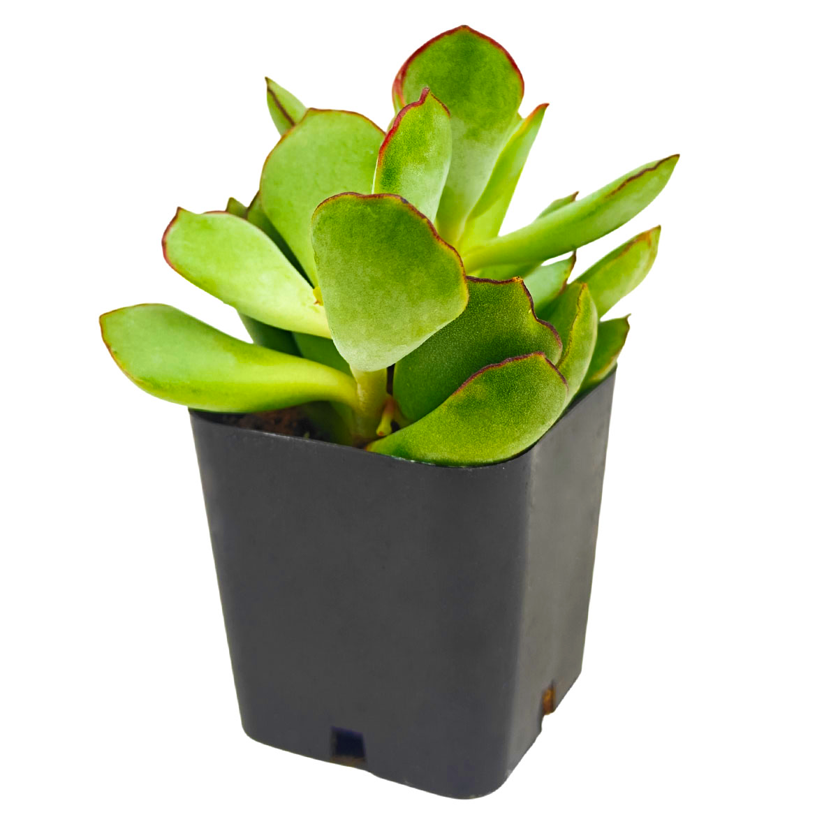 2 inch cotyledon papillaris choco line live succulent for sale, silvery green foliage with vibrant chocolate and burgundy leaf edges, compact slow-growing sculptural form, drought tolerant once established, ideal for sunny windowsill or south-facing