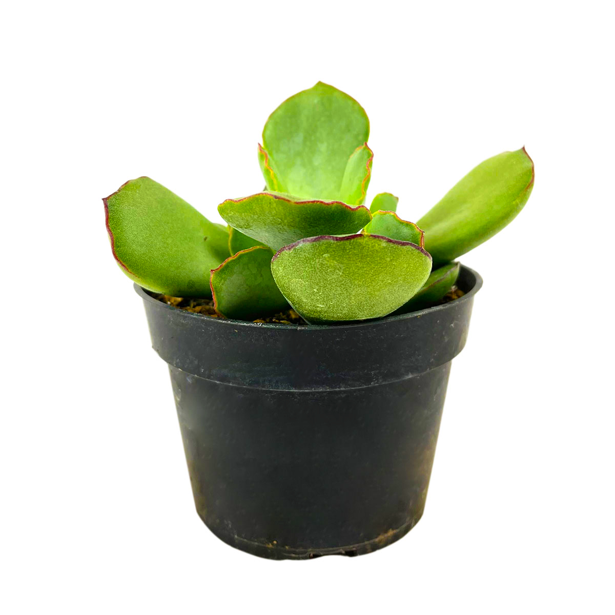 buy cotyledon papillaris choco line live succulent 2 inch online, dense rosette of plump blue-green leaves edged in deep chocolate brown, spreading clump-forming habit, gritty well-draining soil requirement, low watering frequency care trait, rock ga