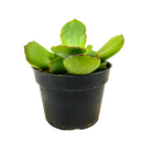 2 inch cotyledon papillaris choco line live succulent for sale, plump oval rosette leaves in muted green with rich chocolate-brown edges, clump-forming spreading habit, evergreen foliage with fine velvety surface texture, easy low-maintenance care fo