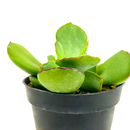 2 inch cotyledon papillaris choco line live succulent for sale, plump oval rosette leaves in muted green with rich chocolate-brown edges, clump-forming spreading habit, evergreen foliage with fine velvety surface texture, easy low-maintenance care fo