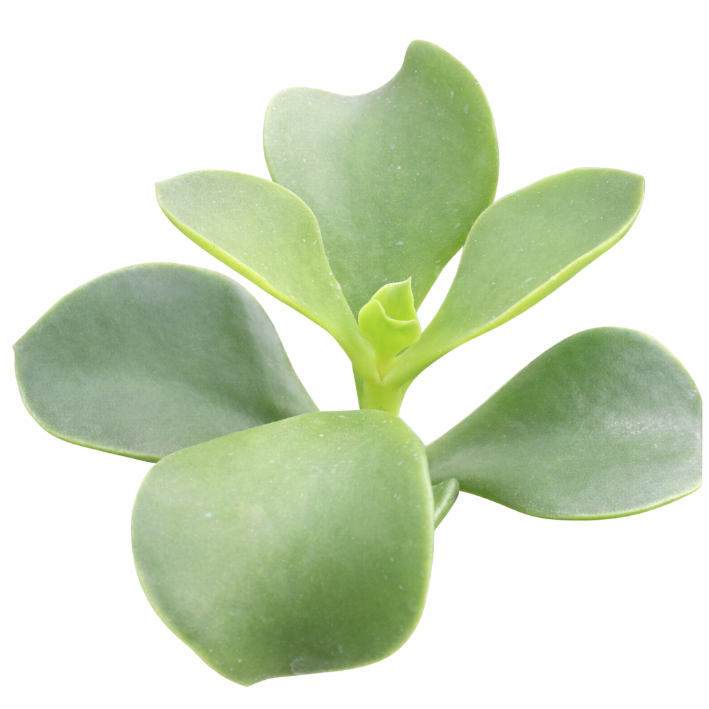 buy cotyledon orbiculata 'macrantha' live succulent 2 inch online, vivid green succulent foliage with contrasting brownish red leaf margins, multi-branched shrubby upright spreading form, slow-growing long-lived specimen with coral bell-shaped season