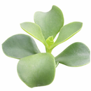 buy cotyledon orbiculata 'macrantha' live succulent 2 inch online, vivid green succulent foliage with contrasting brownish red leaf margins, multi-branched shrubby upright spreading form, slow-growing long-lived specimen with coral bell-shaped season