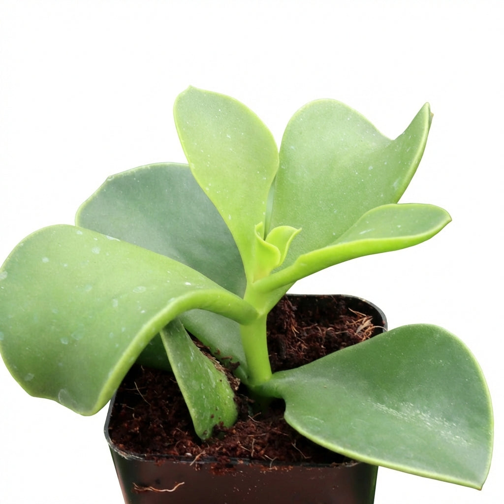 2 inch cotyledon orbiculata 'macrantha' live succulent for sale, fleshy rounded paddle leaves edged in deep red-wine color, compact upright clumping growth habit, smooth glossy leaf surface without powdery coating, thrives in bright direct sun with m