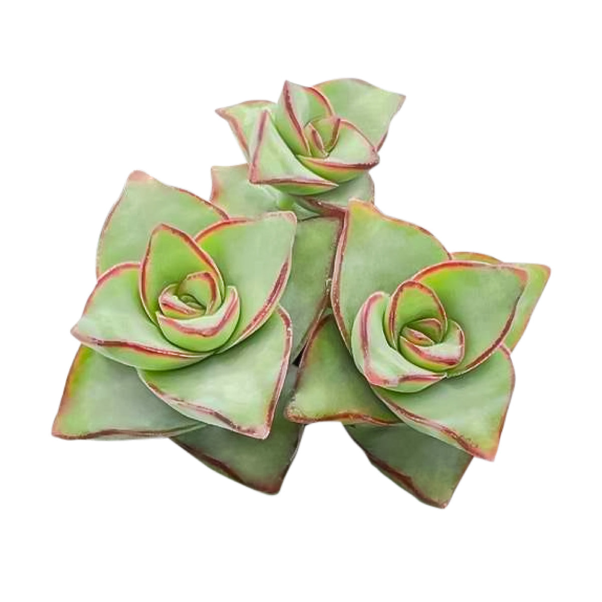 4 inch string of buttons - crassula perforata live succulent for sale, fleshy pale green leaves with reddish pink margins, geometric stacked leaf form around central stem, fast-growing shrubby trailing habit, easy care beginner-friendly succulent, striking boho tabletop or hanging display in a clay pot, thoughtful houseplant gift for succulent collectors