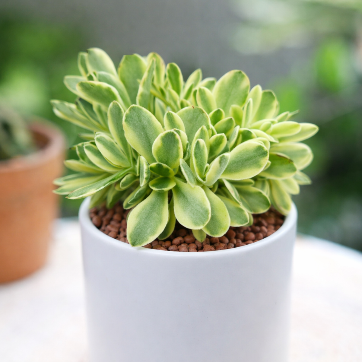 buy crassula 'variegated money maker' live succulent 2 inch online, lime-green leaves with creamy white margins, soft velvety fine hair texture, compact upright clustering growth form, bronzy red color stress in bright light, drought tolerant easy care, charming windowsill accent plant, perfect starter succulent gift