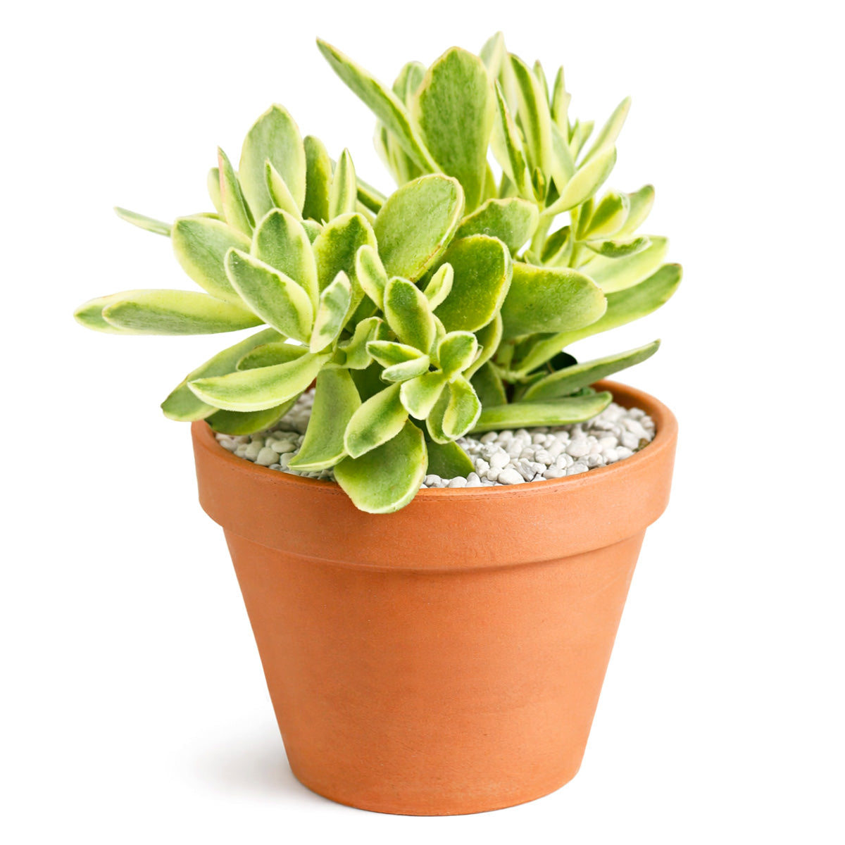 4 inch crassula 'variegated money maker' live succulent for sale, tidy upright clustering bush with vivid cream-edged succulent leaves, plump fleshy leaf texture with soft velvety coating, bronzy crimson stress color in bright sunlight, low water needs and easy care, stylish bohemian shelf or side table decor, lovely indoor succulent plant gift