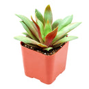 2 inch crassula orbicularis var. rosularis live succulent for sale, small rosette-forming clump with vivid green and purple bicolor foliage, fleshy flat leaves with fringed edges, easy care beginner-friendly succulent, native south african variety that stress-colors in bright light, charming addition to a terrarium or bohemian shelf display, ideal unique plant gift for succulent collectors