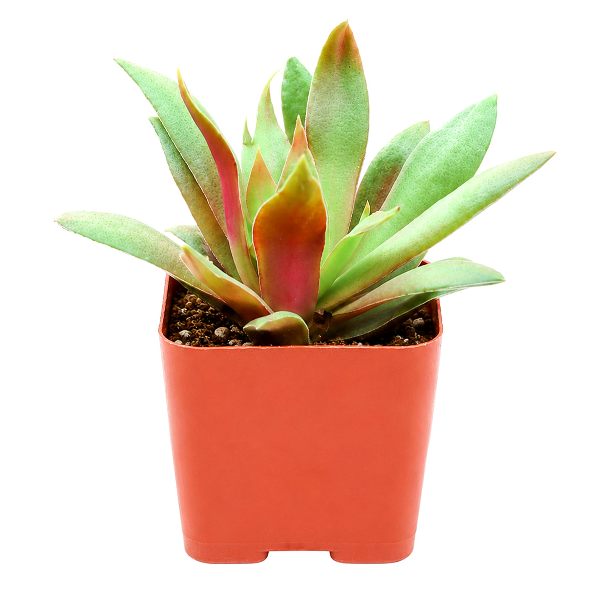 2 inch crassula orbicularis var. rosularis live succulent for sale, small rosette-forming clump with vivid green and purple bicolor foliage, fleshy flat leaves with fringed edges, easy care beginner-friendly succulent, native south african variety that stress-colors in bright light, charming addition to a terrarium or bohemian shelf display, ideal unique plant gift for succulent collectors