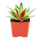 2 inch crassula orbicularis var. rosularis live succulent for sale, small rosette-forming clump with vivid green and purple bicolor foliage, fleshy flat leaves with fringed edges, easy care beginner-friendly succulent, native south african variety that stress-colors in bright light, charming addition to a terrarium or bohemian shelf display, ideal unique plant gift for succulent collectors