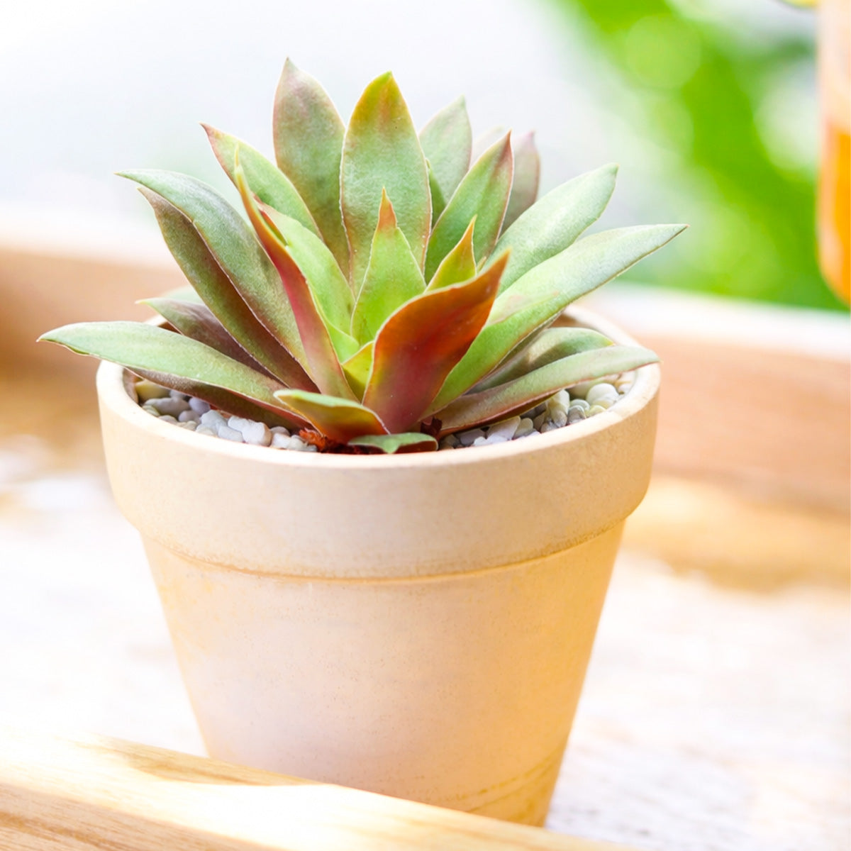 buy crassula orbicularis var. rosularis live succulent 2 inch online, compact clumping rosette form, flat green leaves with purple undersides, ciliate leaf margins, drought tolerant and low maintenance, perfect for minimalist desk or windowsill decor, a thoughtful succulent gift for plant lovers