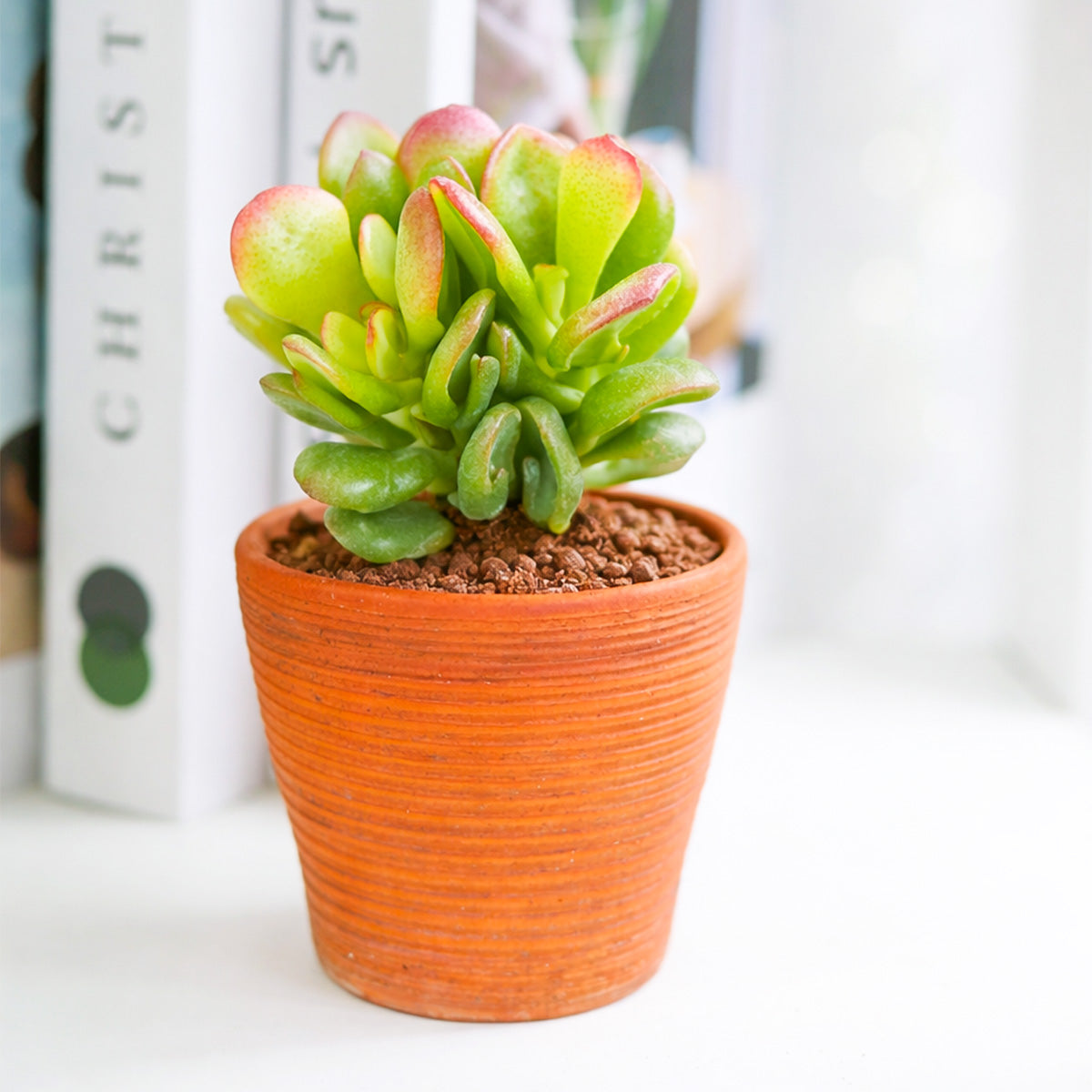 buy crassula ovata 'gandalf' jade live succulent 2 inch online, compact upright grower with bright green tubular leaves and red-tipped flared ends, thick woody bonsai-style stems, scarlet margins intensify in bright light, drought-tolerant low-maintenance care, sculptural architectural accent for sunny windowsills and modern shelves, thoughtful gift for succulent collectors and plant enthusiasts