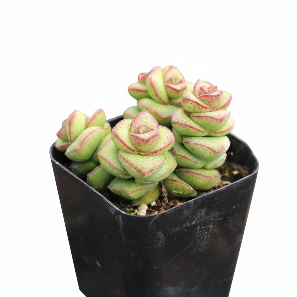 buy crassula jade necklace live succulent 2 inch online, compact trailing stems with tightly stacked disc-like jade green leaves, red-blushed leaf margins, slow-growing and drought tolerant, ideal for windowsill or hanging display, a charming bohemian gift for succulent lovers