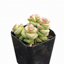 4 inch crassula jade necklace live succulent for sale, dense overlapping plump leaves creating a sculptural worm-like form along cascading stems, vivid jade green with pinkish blush edges, drought tolerant and low maintenance, beautifully displayed in a bamboo pot for eco-friendly home styling, a unique and lasting gift for succulent collectors