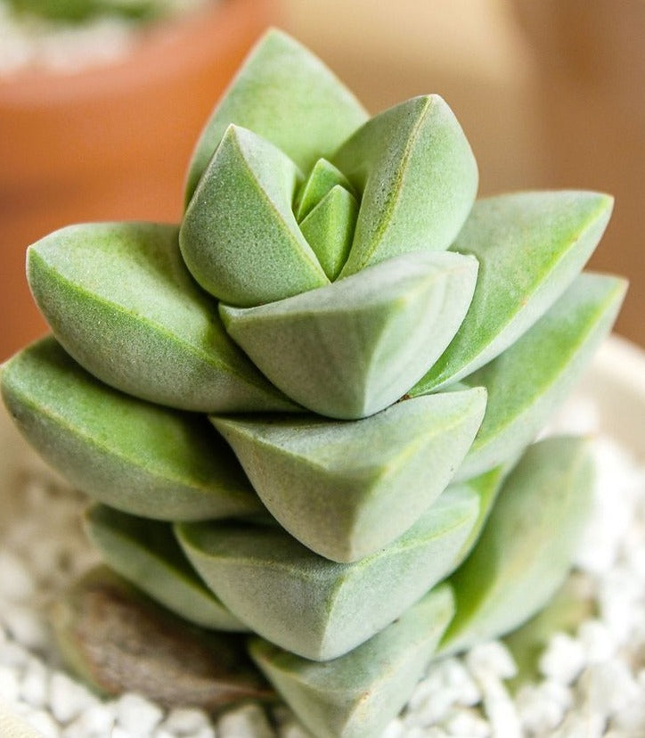 2 inch crassula moonglow succulent live succulent for sale, pale green-gray leaves tightly overlapping in geometric column pattern in white modern pot, compact architectural form with velvety soft leaf texture, thrives in bright indirect light with infrequent watering, contemporary indoor decor statement, perfect housewarming or birthday plant gift
