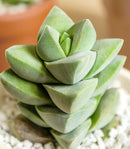 buy crassula moonglow succulent live succulent 2 inch online, dense compact columns of gray-green velvet leaves forming tight sculptural tower in clay pot, hybrid crassula with powdery silver leaf coating and apricot spring flowers, bright light lover with minimal watering needs, striking accent for shelf or windowsill display, memorable rare succulent gift for any occasion