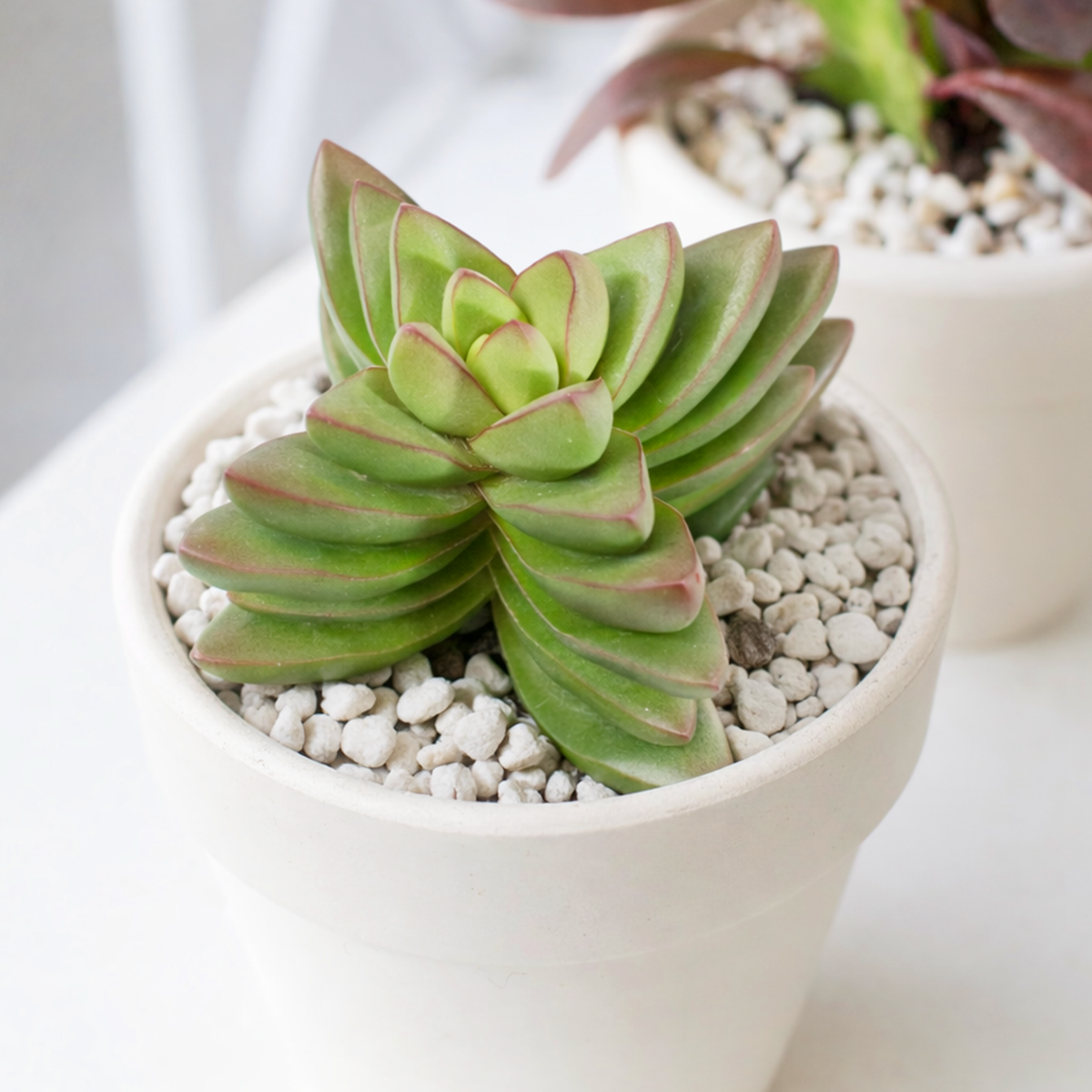buy Crassula 'Ben' live succulent 2 inch online, jade green cross-shaped leaves, architectural growth form, desk decoration, collector gift