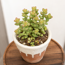 4 inch Crassula Brevifolia - Crassula rupestris var. monticola live succulent for sale, thick fleshy leaves in stacked spiral columns with speckled green and reddish pink coloring, slow growing clumping habit perfect for small spaces, beginner-friendly and water wise, bold architectural form for sunny shelves or patios, ideal birthday or holiday gift for plant enthusiasts in a bamboo pot