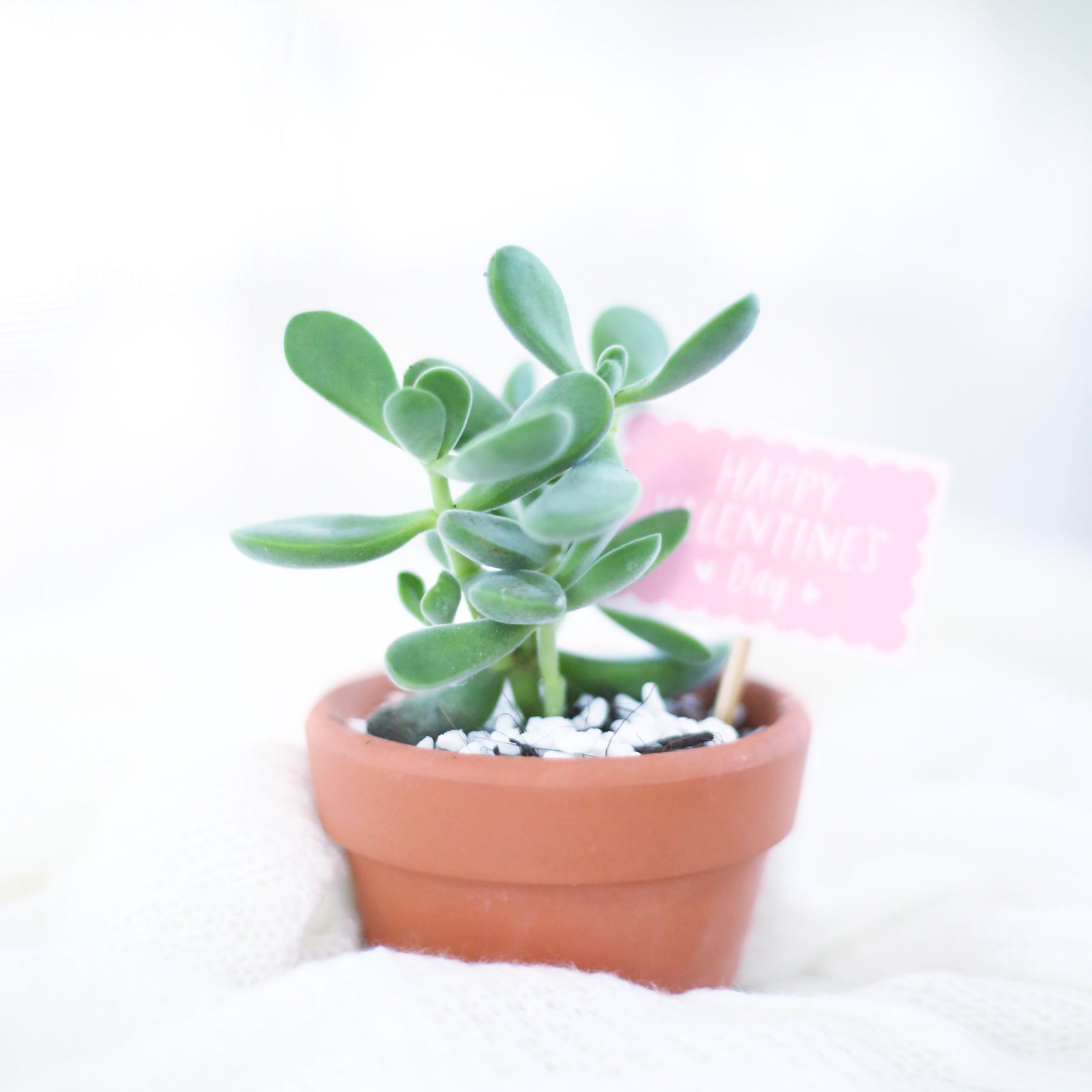 buy crassula congesta green beans live succulent 2 inch online, featuring velvety oval green leaves with pink-blushed tips, compact single-stem upright growth, drought tolerant and low maintenance, perfect for a sunny windowsill display, makes a charming minimalist desk gift