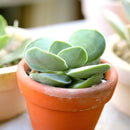 buy crassula cotyledonis live succulent 2 inch online, dense rosette of oblanceolate paddle leaves covered in coarse hairs, grey-green foliage with vivid red blush under bright light stress, upright compact clumper reaching up to 6 to 8 inches at mat