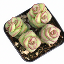 4 inch crassula jade necklace live succulent for sale, dense overlapping plump leaves creating a sculptural worm-like form along cascading stems, vivid jade green with pinkish blush edges, drought tolerant and low maintenance, beautifully displayed in a bamboo pot for eco-friendly home styling, a unique and lasting gift for succulent collectors