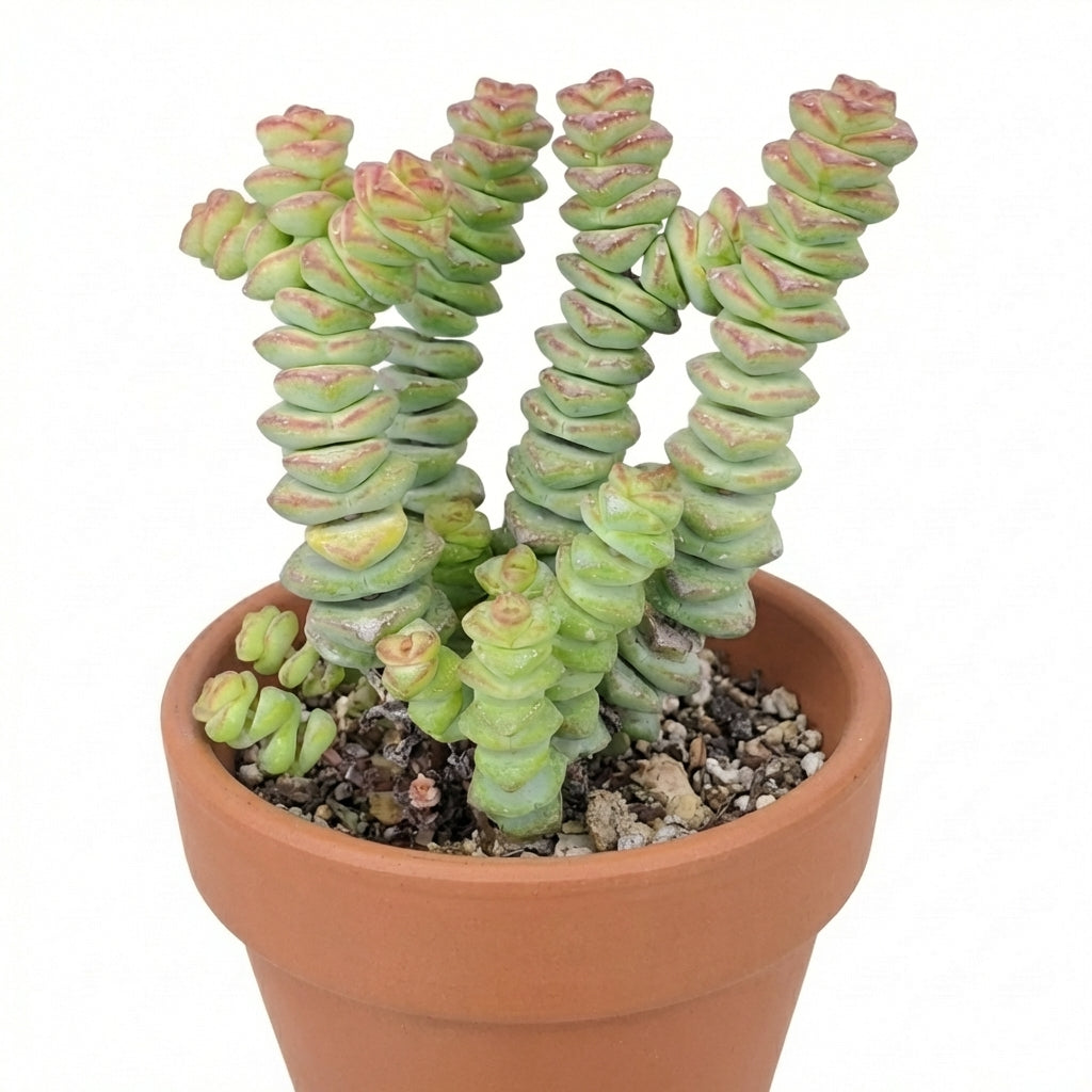 buy crassula jade necklace live succulent 2 inch online, stacked succulent leaves forming necklace-like chains on trailing stems, green with red-tinged margins that intensify in bright light, compact and slow growing, elegant in a white modern pot for minimalist shelf decor, an ideal starter succulent gift