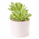 4 inch crassula 'variegated money maker' live succulent for sale, shrubby branching jade-relative with cream-margined lime green leaves, soft velvety fine hair texture across all plant surfaces, upright lightly branching mature growth form, stress coloring to red and bronzy tones in strong light, striking minimalist home decor accent plant, charming plant lover gift for any occasion