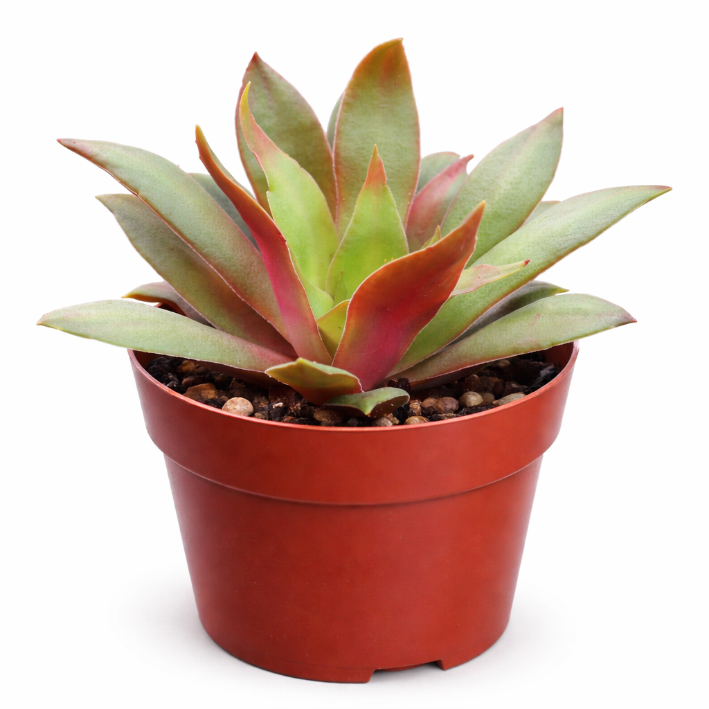 2 inch crassula orbicularis var. rosularis live succulent for sale, small rosette-forming clump with vivid green and purple bicolor foliage, fleshy flat leaves with fringed edges, easy care beginner-friendly succulent, native south african variety that stress-colors in bright light, charming addition to a terrarium or bohemian shelf display, ideal unique plant gift for succulent collectors