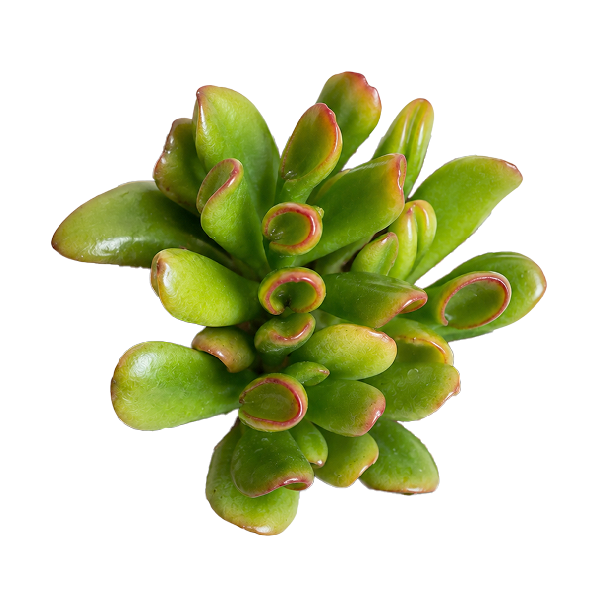 buy crassula ovata 'hobbit' jade live succulent 2 inch online, compact rosette-free upright succulent form, glossy tubular leaves curled at edges, red leaf tips intensify in bright light, slow growing long-lived heirloom plant, elegant structural accent in a white modern pot, thoughtful gift for tolkien fans and succulent collectors
