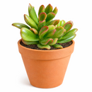 2 inch crassula ovata 'hobbit' jade live succulent for sale, thick waxy leaves curled into finger shapes with vivid red tips, tree-like branching structure develops beautifully with age, drought tolerant and low maintenance for any skill level, rich green tones with natural earthy character, rustic sustainable display in a bamboo pot, a meaningful and lasting gift for any plant lover