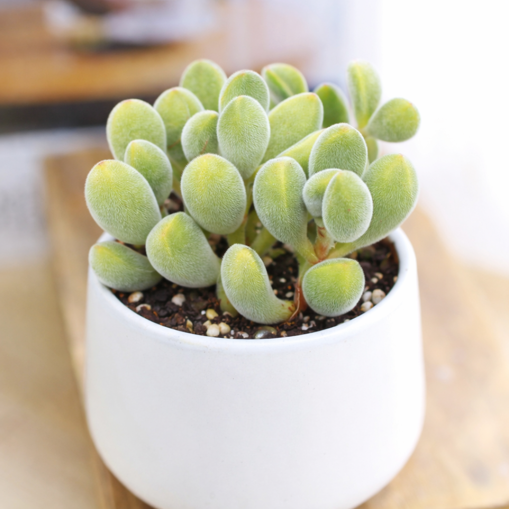 buy crassula rogersii live succulent 2 inch online, compact clumping growth form, silvery-green velvety club-shaped leaves, red-tipped margins in bright light, slow-growing drought tolerant succulent, charming bohemian shelf accent, perfect gift for succulent collectors in plastic pot