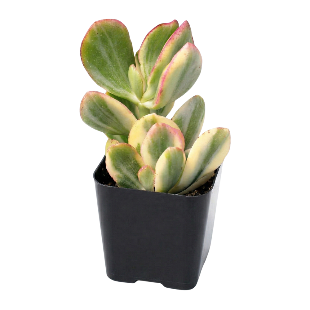 buy Crassula ovata 'Tricolor' - Jade Plant live succulent 2 inch online, variegated green cream and pink glossy fleshy leaves, upright tree-like branching form, slow-growing drought-tolerant succulent, architectural bonsai-style silhouette, striking tricolor foliage brightens any windowsill or shelf, makes a unique and lasting succulent gift for plant lovers, available in plastic pot, clay pot, white modern pot, and bamboo pot
