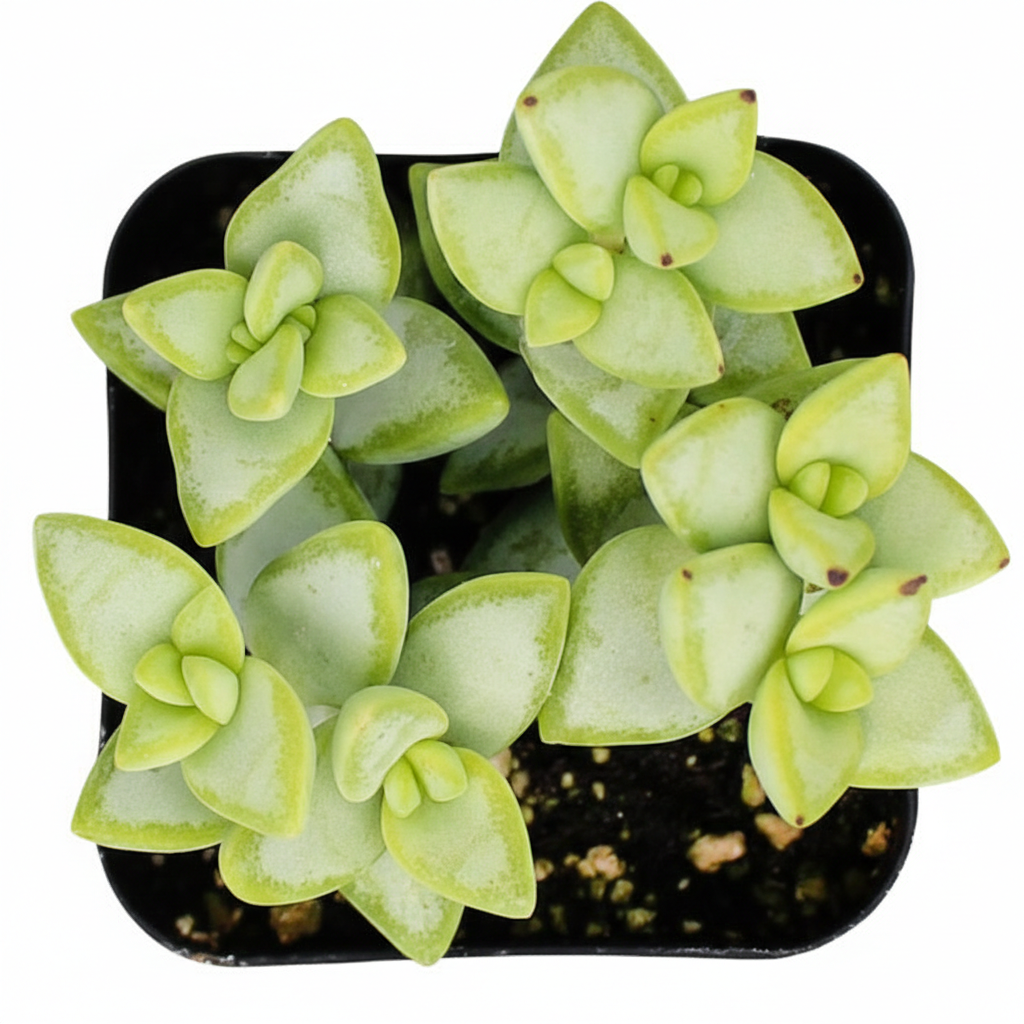 buy crassula rupestris rosary vine live air plant 2 inch online, pale green stacked triangular leaves with crimson red margins, trailing branching growth habit, fleshy bead-like stems, drought tolerant easy care succulent, perfect for a sunny windowsill display, charming bohemian gift for plant lovers