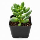 buy cremnosedum 'crocodile' live air plant 2 inch online, soft pistachio green coloration with contrasting deep burgundy spots and linear markings, fleshy compact leaves with distinctive wrinkled pebbly texture resembling scaled reptile skin, tight cushion-forming growth ideal for small dedicated succulent displays, extremely forgiving drought tolerant plant requiring minimal watering schedule, charming living office desk plant decor