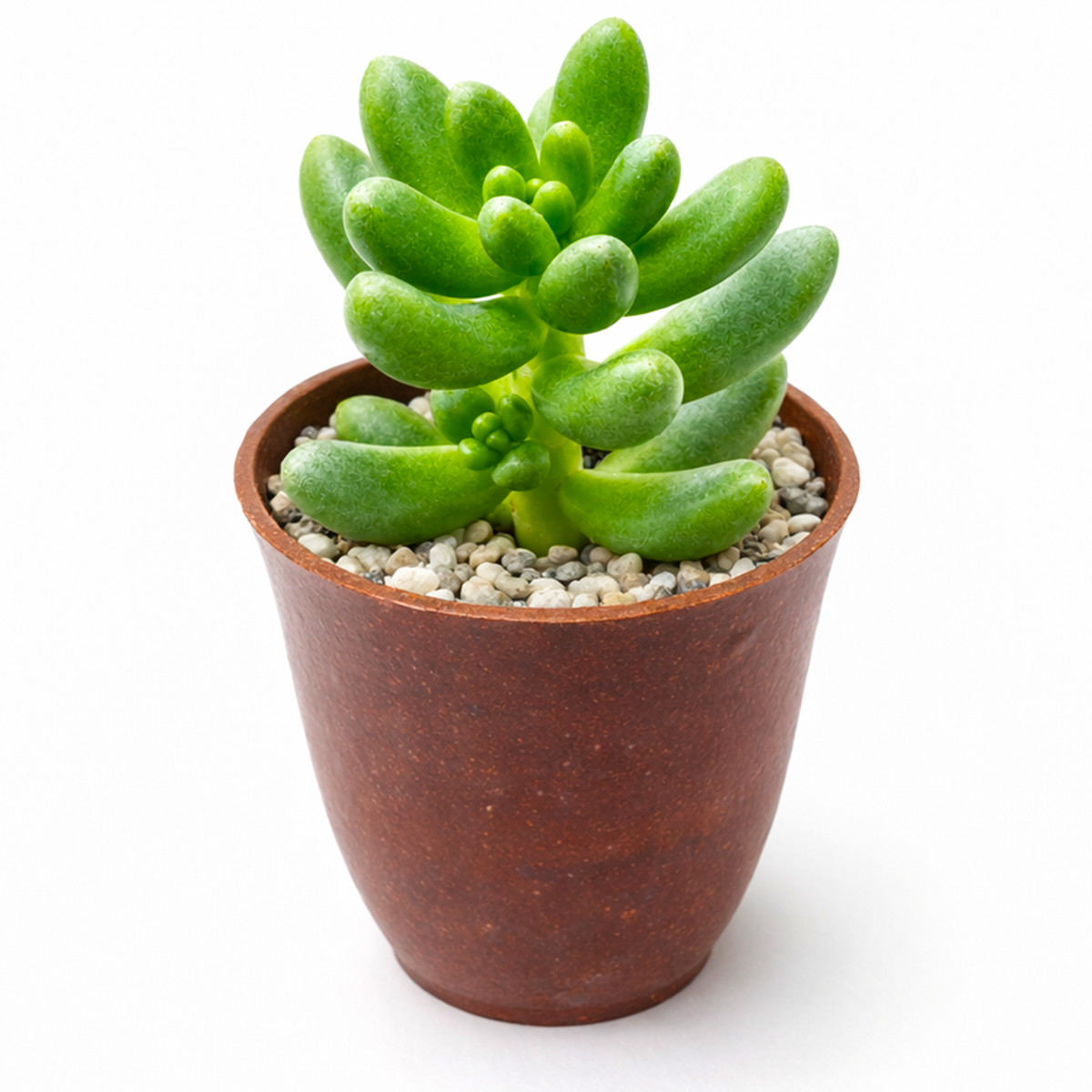 buy cremnosedum 'crocodile' live air plant 2 inch online, olive-toned green leaves densely covered in russet-red speckles and blotches, distinctive bumpy warty leaf texture resembling reptile skin, tight compact mounding growth perfect for fairy gardens and arrangements, shade tolerant hardy succulent requiring infrequent watering, perfect miniature succulent garden accent, unique plant gift for botanical collectors and enthusiasts