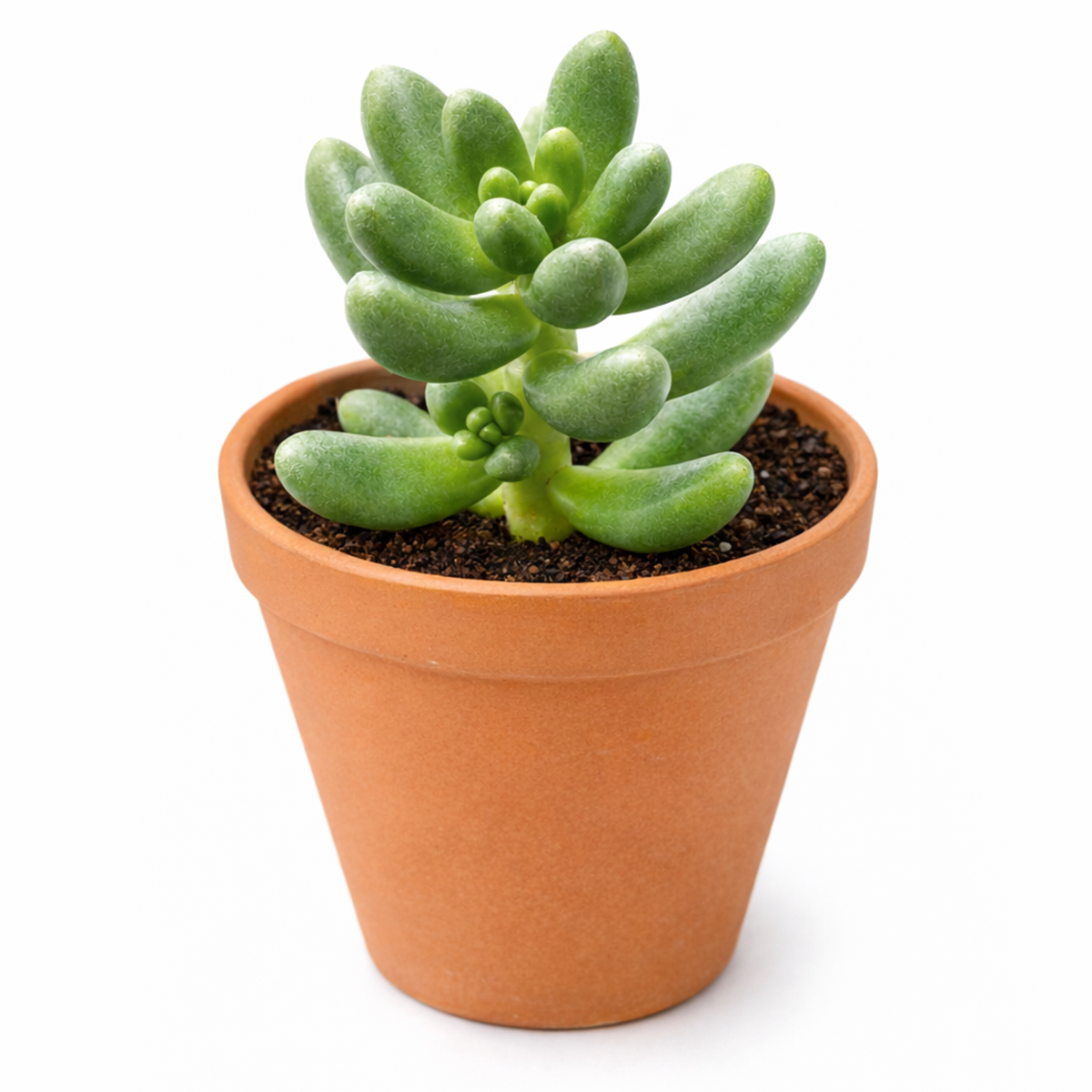 2 inch cremnosedum 'crocodile' live air plant for sale, chartreuse-green foliage with deep reddish-burgundy freckling and edge coloration, thick succulent leaves with pronounced pebbly surface texture, creeping groundcover growth habit spreading horizontally in all directions, naturally cold hardy perennial succulent requiring minimal care, charming rock garden or container planting display, special gift for gardeners seeking unusual hardy varieties