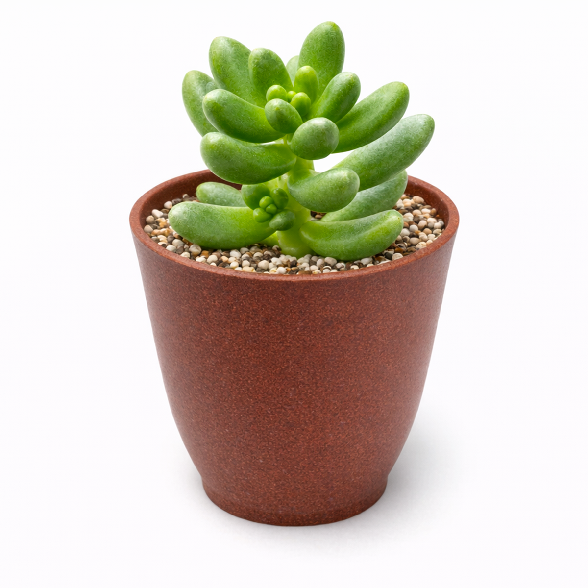 buy cremnosedum 'crocodile' live air plant 4 inch online, brilliant emerald green leaves extensively marked with chocolate brown and rust red variegation throughout, densely clustered rosette formation with exceptional visual texture and depth, sprawling architectural growth creating living sculpture effect, thrives with neglect and adapts to varied light conditions, statement living succulent for modern minimalist spaces, impressive gift for experienced plant collectors seeking rare specimens