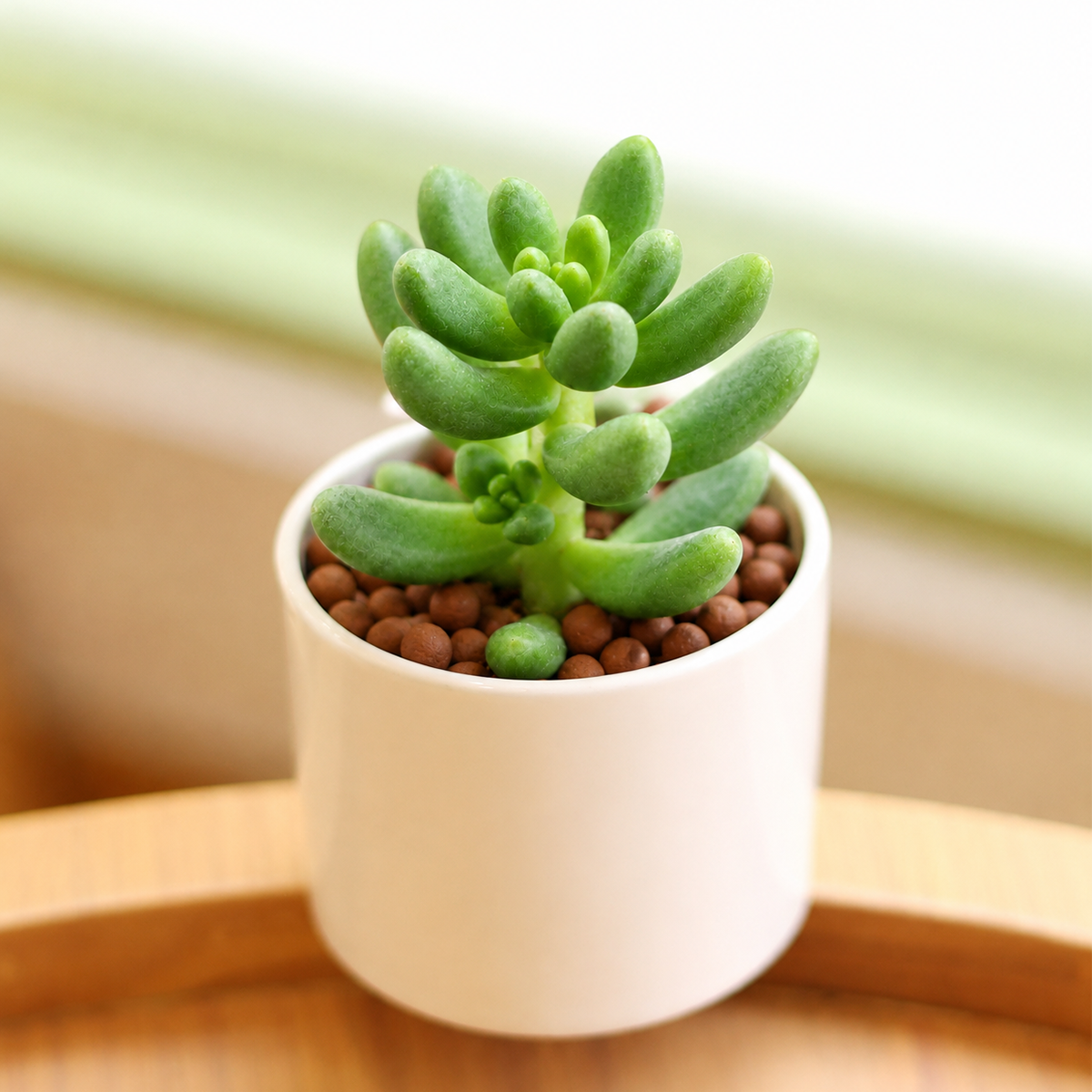 buy cremnosedum 'crocodile' live air plant 2 inch online, vibrant emerald green leaves with distinctive reddish-brown mottled markings, thick fleshy foliage that resembles crocodile skin texture, compact creeping growth habit perfect for small spaces, extremely drought tolerant and minimal water needs, ideal bright windowsill accent plant, unique succulent gift idea for plant enthusiasts