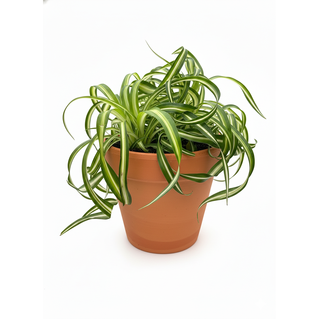 curly spider plant for sale (near me), buy bonnie curly spider plant, chlorophytum comosum, hanging spider plant, spider plant hanging basket, spider plant clean air, spider plant air purifying, best house plant for clean air, curly leaf spider plant, indoor hanging plant, indoor plant hanging ideas - easy care house plant