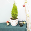 4 inch lemon cypress, drought-tolerant live plants, plants for holiday decoration, buy live plants online
