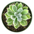 buy echeveria doris taylor succulent - woolly rose live succulent 2 inch online, unique hybrid echeveria with distinctive woolly white-haired texture, pale green compact rosette with red-tipped leaves, produces offsets readily for easy propagation, tolerates dry conditions and dry heated air, charming statement plant for a bright bohemian living space, wonderful gift choice for plant lovers of all experience levels
