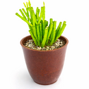 4 inch dancing bones hatiora salicornioides cactus live cactus for sale in clay pot, club-shaped segmented stems cascading gracefully in all directions, lush forest green tropical epiphytic cactus form, vivid orange-yellow bell blooms in late winter to early spring, pet safe non-toxic and easy to propagate by stem cuttings, a natural earthy statement plant for shelves and baskets, a treasured one-of-a-kind plant gift