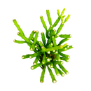 4 inch dancing bones hatiora salicornioides cactus live cactus for sale in clay pot, club-shaped segmented stems cascading gracefully in all directions, lush forest green tropical epiphytic cactus form, vivid orange-yellow bell blooms in late winter to early spring, pet safe non-toxic and easy to propagate by stem cuttings, a natural earthy statement plant for shelves and baskets, a treasured one-of-a-kind plant gift