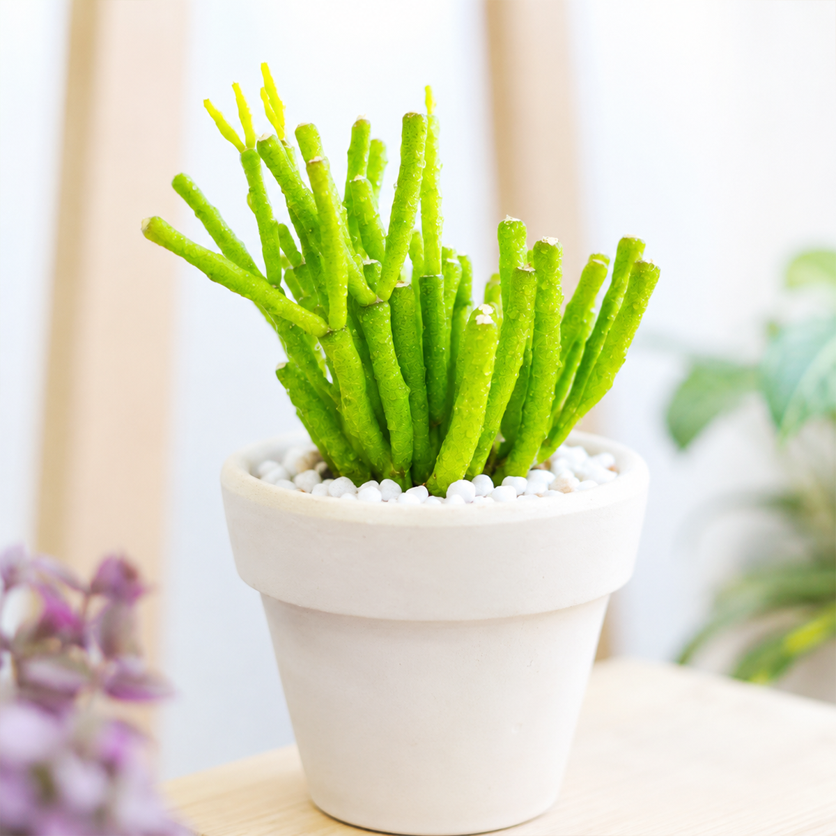 buy dancing bones hatiora salicornioides cactus live cactus 2 inch online, deep green segmented club-shaped stems, cascading bushy growth form, bright orange-yellow bell-shaped flowers, drought tolerant and low maintenance, perfect bohemian shelf accent, a charming gift for cactus lovers