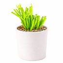 4 inch dancing bones hatiora salicornioides cactus live cactus for sale in clay pot, club-shaped segmented stems cascading gracefully in all directions, lush forest green tropical epiphytic cactus form, vivid orange-yellow bell blooms in late winter to early spring, pet safe non-toxic and easy to propagate by stem cuttings, a natural earthy statement plant for shelves and baskets, a treasured one-of-a-kind plant gift