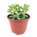 Buy Delosperma echinatum 'Pickle Plant' live succulent houseplant 6" pot online. The Pickle Plant is admired for its unique textured foliage and compact growth habit that stands out in any succulent collection. Easy to grow and drought tolerant, it flourishes with bright, indirect light and occasional watering. An excellent choice for homes, apartments, and anyone looking for an unusual indoor succulent.