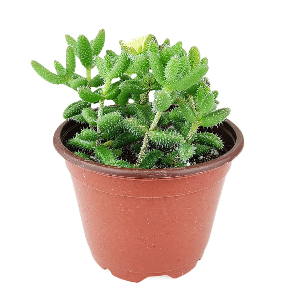 Delosperma echinatum f. variegata - Variegated Pickle Plant
